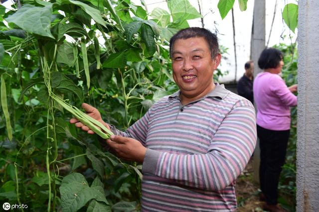 种植长豆角的技巧与方法，切不可盲目跟风