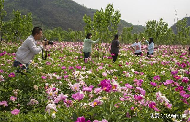 北京怀柔九渡河镇药材基地芍药花进入盛花期吸引市民拍照观赏