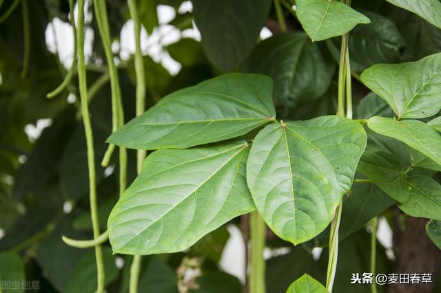 豇豆栽培，教你几招，就能结出更多的豇豆，还能改善品质