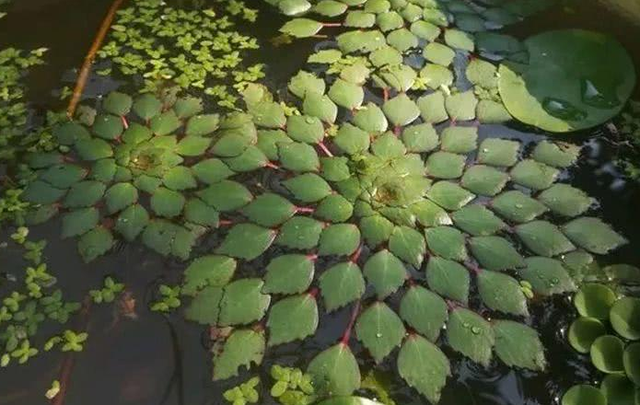 10种“水生草”夏天养，一碗水开一株花，一周窜高明显