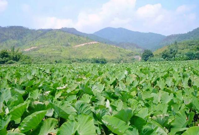 芋头，粮食界的“破圈”高手