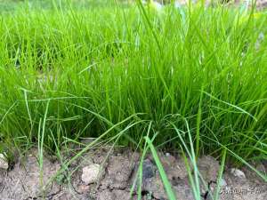 黑麦草种植方法(多年生黑麦草，种一次管6~7年，经济价值高，分享种植技术)