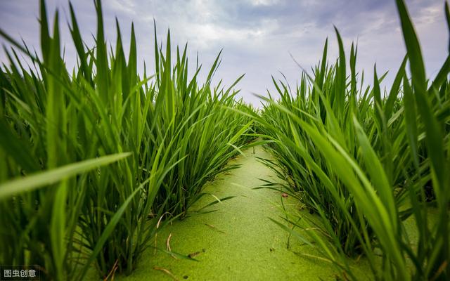 茭白的科学种植管理技术， 你都知道了吗？