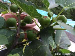 大无花果种植(家里种无花果，记住这几点，果子结的大又多，每节枝子上都有果)