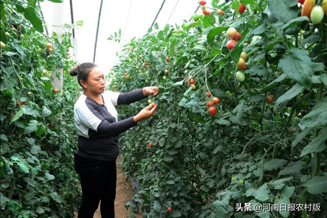 洋香瓜、圣女果让老百姓的日子越过越红火!滑县八里营瓜果大镇，交易兴旺，棚里生金