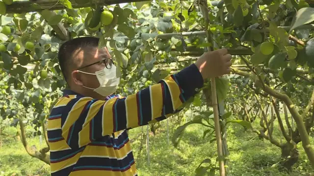 平和：青枣套种百香果，一份土地产生两份收益