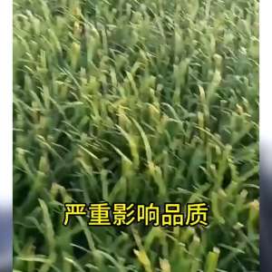 北方种植大棚韭菜视频(大葱小葱韭菜不干尖不黄叶，种植大户都在偷着用 #抖音二)