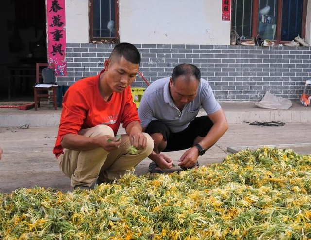 息烽县石硐镇：金银花开采摘忙