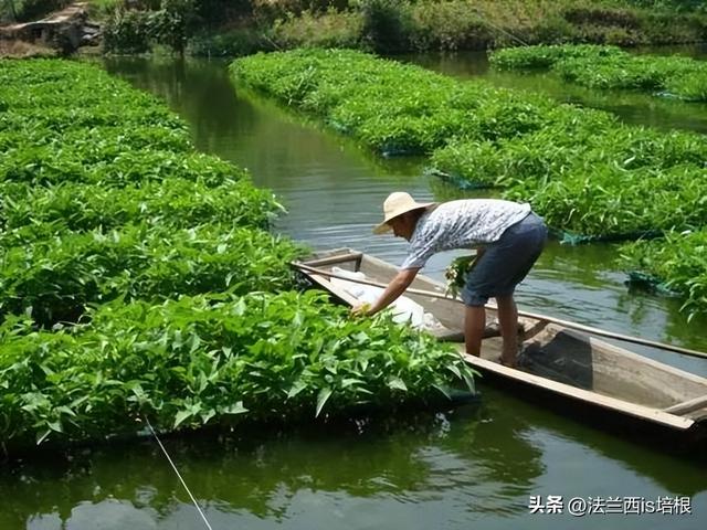 空心菜长哪？北方：土里一年割几茬，南方：“水中青龙”下饭神菜