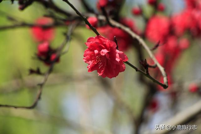 郑州市区5大免费赏花地，公交地铁直达，清明出游正当时