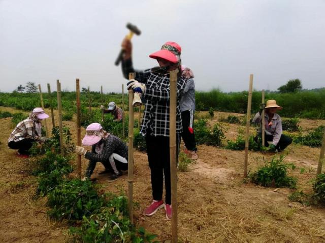 耀州铁龙村：药材种植推动乡村产业振兴