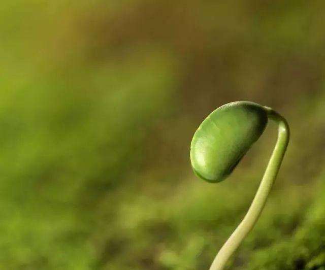 种花播种大有讲究，那么多种子的处理方法你掌握几种？