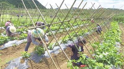 葛根怎么种才能高产？葛根种植技术介绍