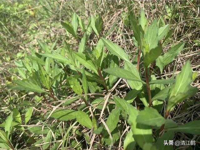 人们喜欢吃的顶流野菜“七头一脑”，到底是啥？妥妥的“刮油菜”