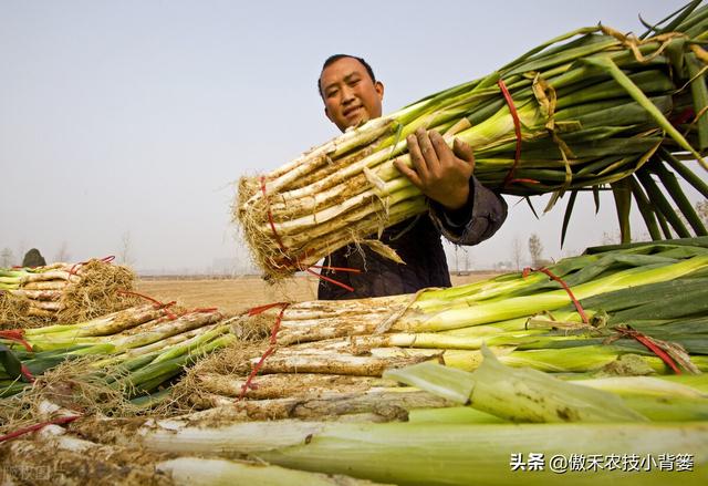 秋季种植大葱，如何栽种管理才能让大葱长势更好、产量更高？