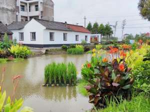 水生植物浮岛种植(看，水稻漂在河面平湖广陈试点“漂浮稻田”，探索农业面源污染治理新模式)