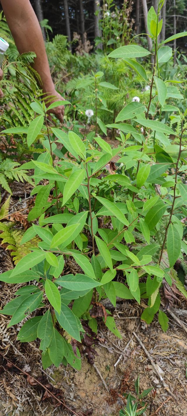 山苍子野生苗调研，助力打造灌阳山苍子之乡