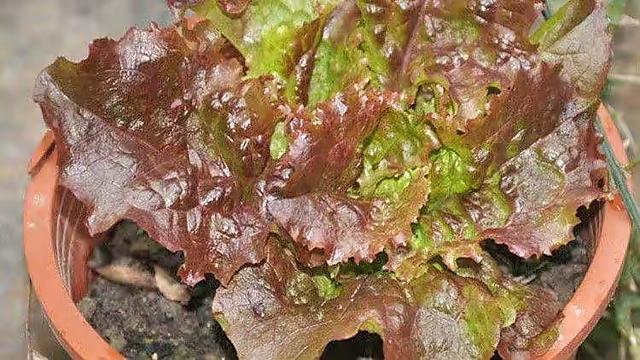 超好养的6种蔬菜，在家里种一盆，不缺菜吃，繁茂美观，收获满满