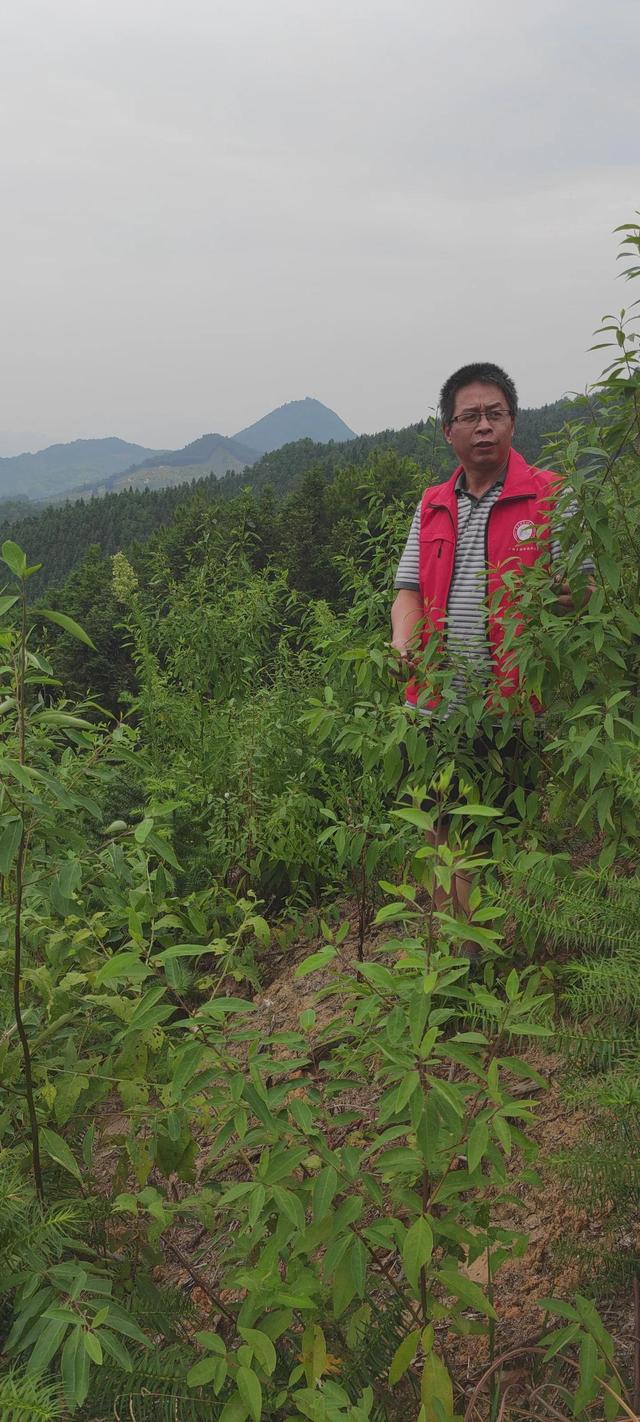 山苍子野生苗调研，助力打造灌阳山苍子之乡