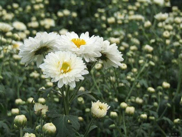 《道地药材》杭白菊