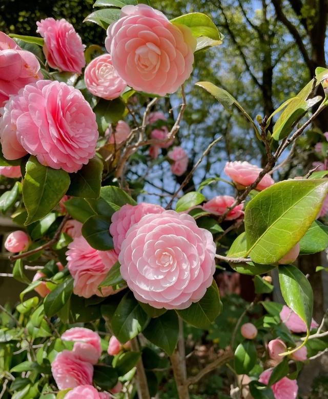 “春不冷，夏不热，秋不干，冬不湿”，茶花的四季莳养