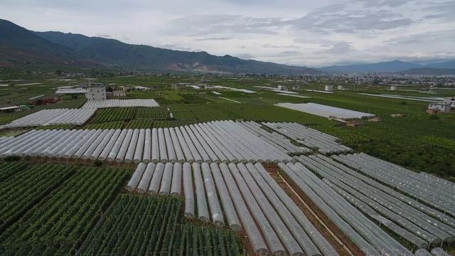 「今日宾川」标准化种植成效显 宾川葡萄效益好