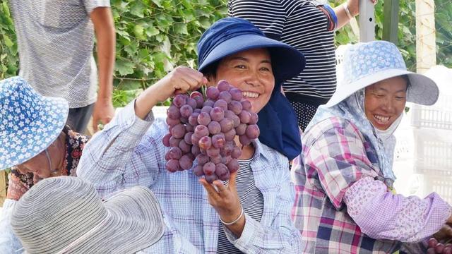 「今日宾川」标准化种植成效显 宾川葡萄效益好