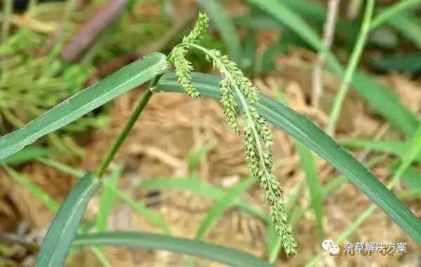 最全的稗草种类图谱