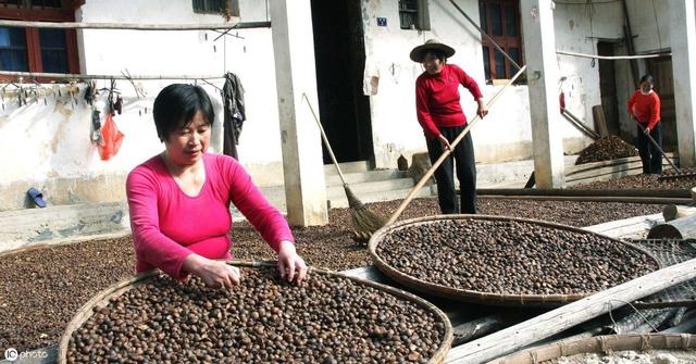 怎样才能提高茶籽播种出芽率？学会以下4点，包您掌握种植诀窍