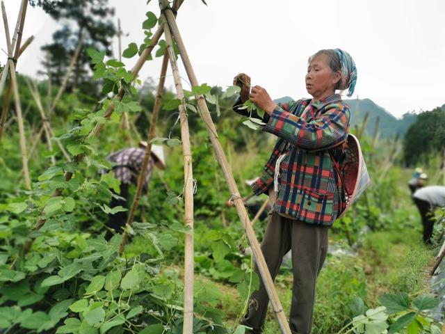 葛根怎么种才能高产？葛根种植技术介绍