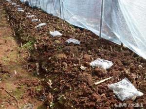 食用菌种植合同(四川凉山宁南县大同镇人工种植“羊肚菌”喜获丰收  卖了270万)