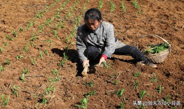 韭菜用种子播种和挖根移栽，哪种种植方法好？二者分别怎么种植？