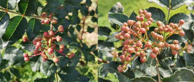 花椒怎么种？初花等3年，初果持续5年，第15年才进入盛果期