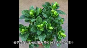 花卉种植业(栀子花种植的详细说明)