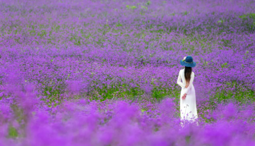 北京最美的季节里，北京号带您打卡秋日花海