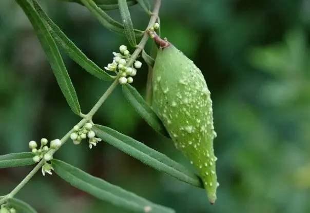 农村这种野草，作用很大，你了解种植方法吗？