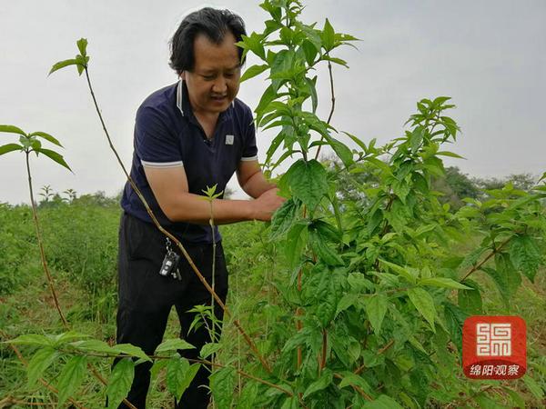 绵阳这种“神秘美食”连央视都惊动了，你吃过没？