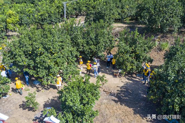 广东一座地级市，竟是国际认可的“世界长寿之都”，尤其盛产柚子