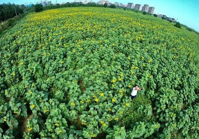 北京最美的季节里，北京号带您打卡秋日花海