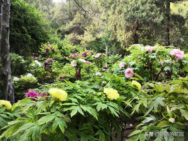 北方庭院每月都想赏花？就选这些花搭配种植