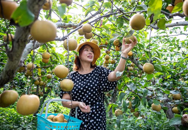 软儿梨的栽培要点，以及土肥水管理与病虫害防治，让你高产下不来