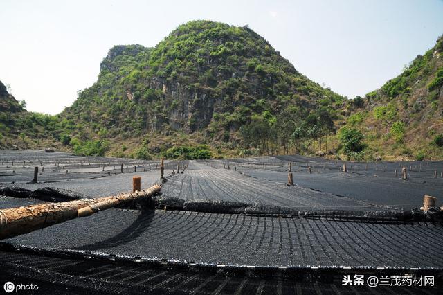 云南产地持续干旱少雨的天气，使得部分三七受到影响价格上涨