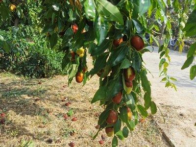 大枣种植的技术是什么，这样种植可以实现优质和高产