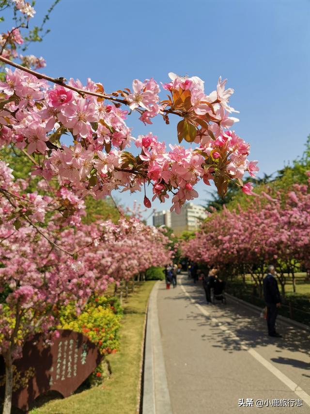 郑州市区5大免费赏花地，公交地铁直达，清明出游正当时