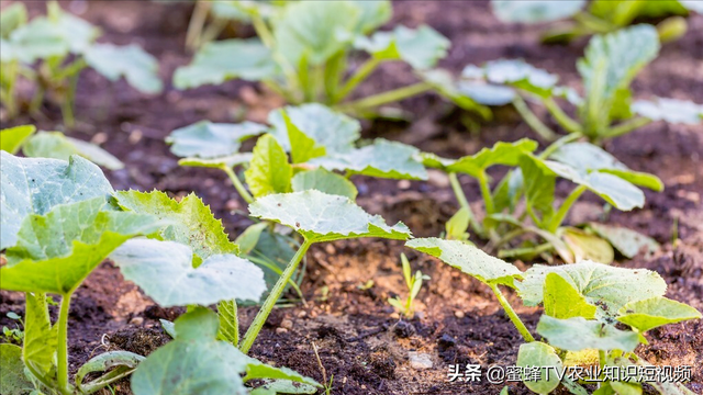 蔬菜黄叶病，用这个方法，黄叶不再有长势健壮