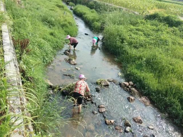 【生态环境综合整治】 莒溪：开展狐尾藻种植活动，提升流域水环境质量