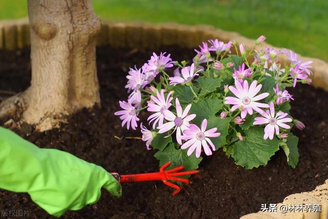 打造花地毯：北墙根儿最佳种植技巧解析