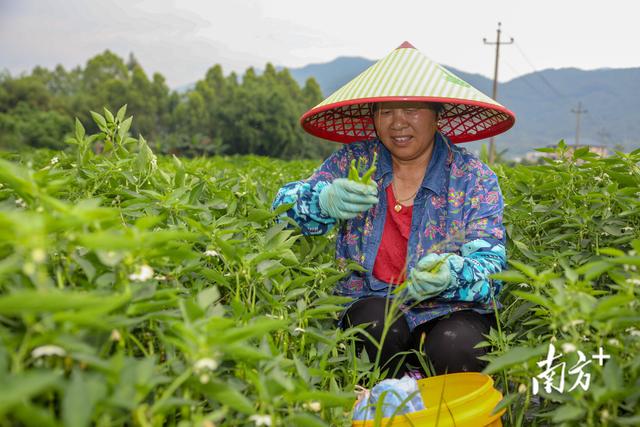 小辣椒大产业，蕉岭文福辣椒喜获丰收，亩产利润约9000元