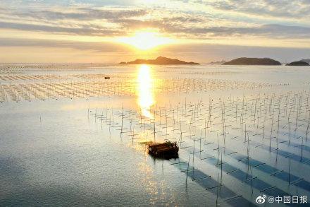 福建宁德霞浦海上紫菜迎来丰收季