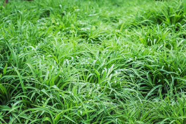 牧草高效栽培技术，掌握以下方法，促进牧草的生长，建设人工草地